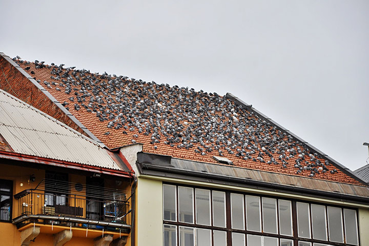 A2B Pest Control are able to install spikes to deter birds from roofs in Fulham. 