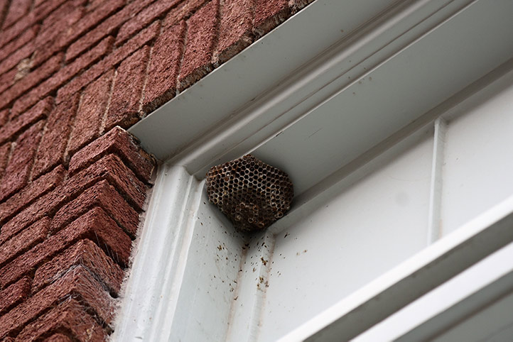 We provide a wasp nest removal service for domestic and commercial properties in Fulham.